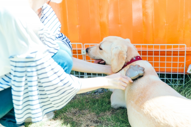 犬のブラッシングのやり方｜ブラッシングが大事な理由