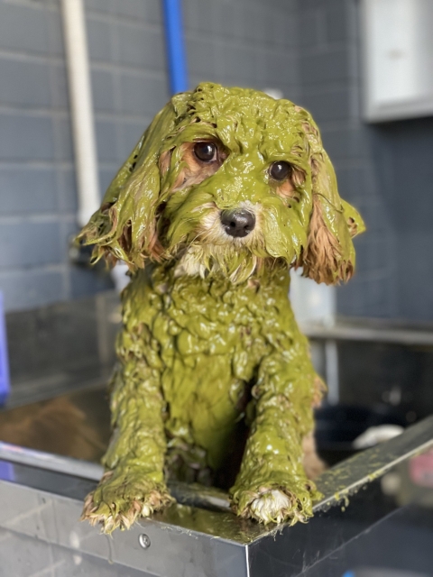 泥パックをされている犬